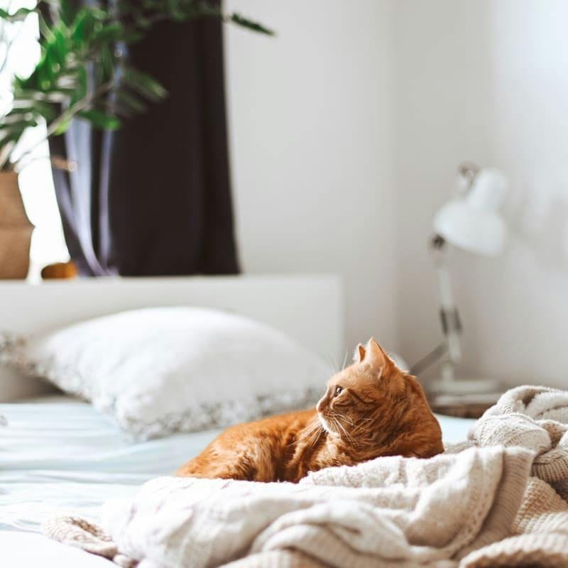 un gato descansando en la cama